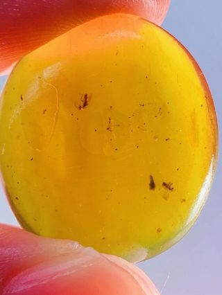 1.  93g Hymenoptera Wasp Bee&fly Burmite Myanmar Amber Insect Fossil Dinosaur Age