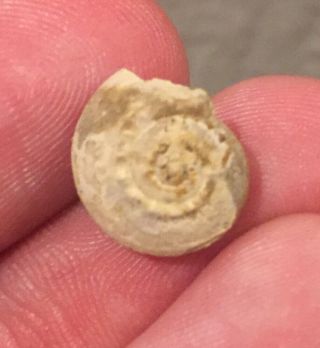 Texas Fossil Gastropod Trepospira Pennsylvanian Trilobite Age Snail Shelle
