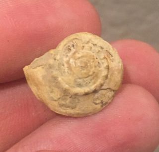 Texas Fossil Gastropod Trepospira Pennsylvanian Trilobite Age Snail Shell