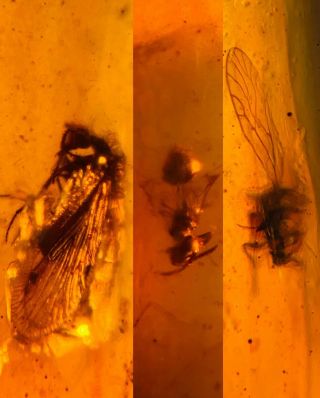 Lacewing&wasp Bee&fly Burmite Myanmar Burmese Amber Insect Fossil Dinosaur Age