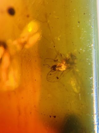 Lacewing&wasp Bee&fly Burmite Myanmar Burmese Amber insect fossil dinosaur age 3