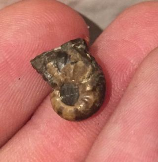 South Dakota Baby Ammonite Scaphite Cretaceous Dinosaur Age