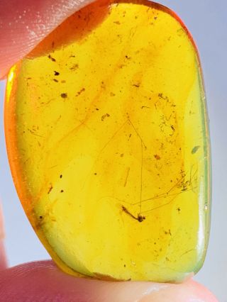 2.  63g Long Legs Mosquito Fly Burmite Myanmar Amber Insect Fossil Dinosaur Age