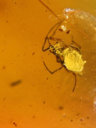 1.  15g Ixodoidea Tick Burmite Myanmar Burmese Amber Insect Fossil Dinosaur Age