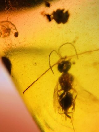 Hymenoptera Wasp Bee&spider Burmite Myanmar Amber Insect Fossil Dinosaur Age