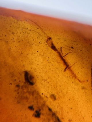 Neuroptera Osmylidae Larva Burmite Myanmar Amber Insect Fossil Dinosaur Age
