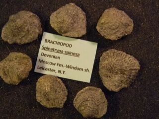 Devonian Spinatrypa Spinosa Brachiopods From N.  Y.