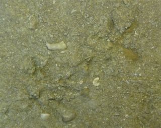 Ichnogenus - Mississippian Period - Several Starfish Cast Exit Holes - Sfc1