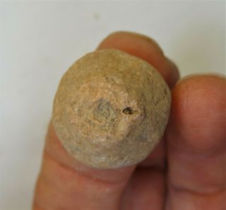 Crinoids - Permian Period - Unidentified Crinoid Of Timor - Uc5