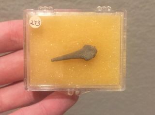 Quality Texas Fossil Echinoid Spine Permian Trilobite Age W Display Case
