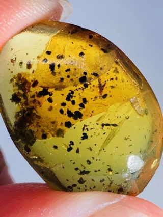 1.  8g Wasp Bee&bug Feces Burmite Myanmar Burmese Amber Insect Fossil Dinosaur Age