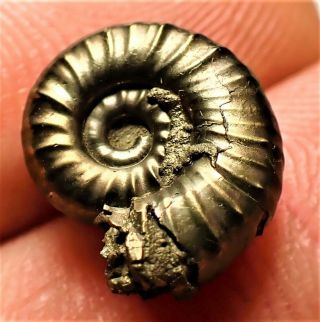 Stunning Golden Microderoceras 13mm Jurassic Pyrite Ammonite Fossil Uk Gold Rock
