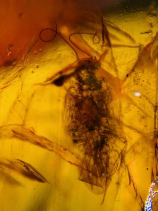 Big Eyes Adult Roach Burmite Myanmar Burmese Amber Insect Fossil Dinosaur Age