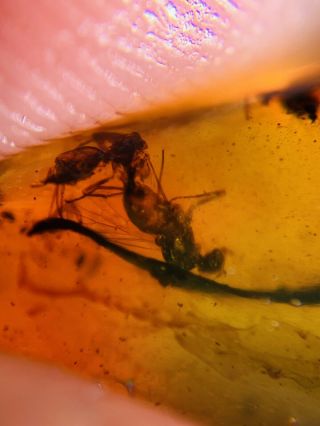 Big Diptera Fly Bug Burmite Myanmar Burmese Amber insect fossil dinosaur age 2