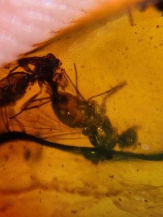 Big Diptera Fly Bug Burmite Myanmar Burmese Amber insect fossil dinosaur age 3