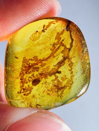 2.  24g Unknown Items&fly Burmite Myanmar Burmese Amber Insect Fossil Dinosaur Age