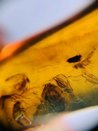 Unknown Bug&beetle&moth Burmite Myanmar Burmese Amber Insect Fossil Dinosaur Age