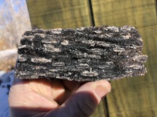 REILLY’S ROCKS: Arizona Petrified Wood With Dark Smoky Quartz,  7oz 2
