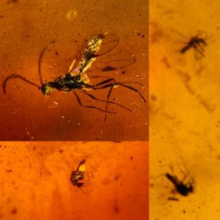 Wasp Bee&3 Mosquito Fly Burmite Myanmar Burmese Amber Insect Fossil Dinosaur Age