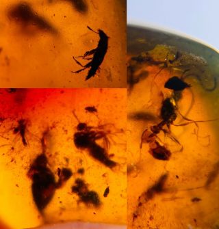 Wasp Bee&beetle&fly Burmite Myanmar Burma Amber Insect Fossil Dinosaur Age