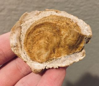 Belgium Fossil Bivalve Gryphaea gryphina Eocene Fossil Age Shell Clam 2