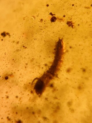 Unknown Beetle Larva Burmite Myanmar Burmese Amber Insect Fossil Dinosaur Age