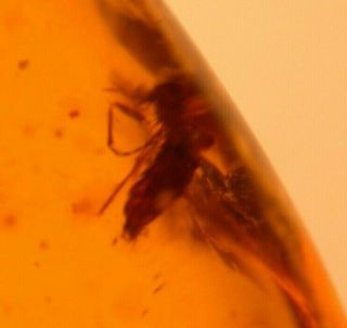Fly,  Beetle In Burmite Amber Fossil Gemstone Dinosaur Age Cretaceous Period