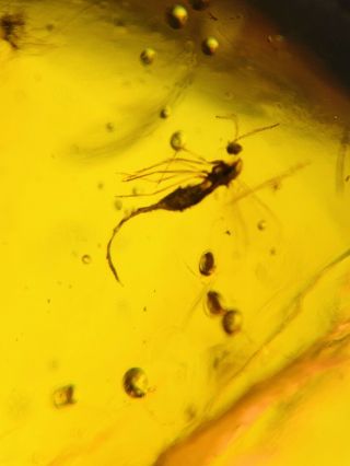 Long Tail Mosquito Fly Burmite Myanmar Burmese Amber Insect Fossil Dinosaur Age