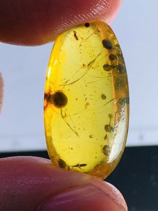 1.  97g Unknown Bug&plant Spores Burmite Myanmar Amber Insect Fossil Dinosaur Age