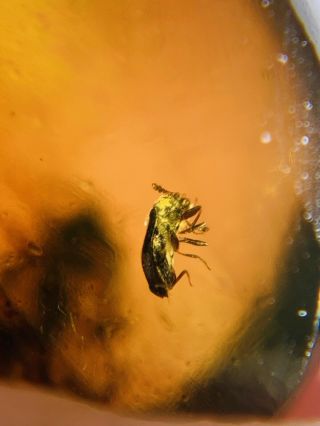3 Coleoptera Beetle Burmite Myanmar Burma Amber Insect Fossil Dinosaur Age