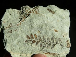 Plate With Rare Fern Fossil.  Polymorphopteris Polymorpha.  Nºlb08