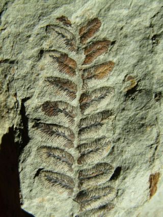 PLATE WITH RARE FERN FOSSIL.  Polymorphopteris polymorpha.  nºLB08 2