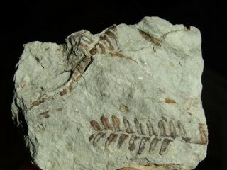 PLATE WITH RARE FERN FOSSIL.  Polymorphopteris polymorpha.  nºLB08 3
