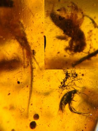 Unknown Bug&beetle&silverfish Burmite Myanmar Amber Insect Fossil Dinosaur Age