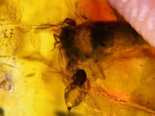 Unknown Fly On Plant Spore Burmite Myanmar Burma Amber Insect Fossil Dinosaur Ag