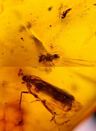 Unknown Fly&mosquito&leafhopper Burmite Myanmar Amber Insect Fossil Dinosaur Age