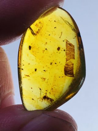 1.  88g Unknown Bug&leaf Burmite Myanmar Burmese Amber Insect Fossil Dinosaur Age