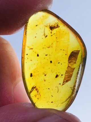 1.  88g Unknown Bug&leaf Burmite Myanmar Burmese Amber insect fossil dinosaur age 3