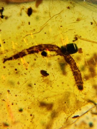 Unknown Bug Larva&beetle&fly Burmite Myanmar Amber Insect Fossil Dinosaur Age