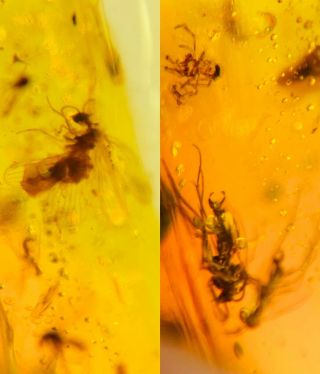 Lacewing&mosquito Fly&spider Burmite Myanmar Amber Insect Fossil Dinosaur Age
