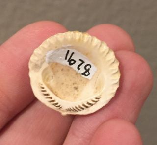 Australia Fossil Bivalve Glycymeris convexa Pliocene Age Shell Clam 2