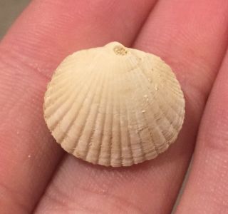 Florida Fossil Bivalve Glycymeris Drymanos Miocene Megalodon Age Shell Clam