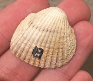 Maryland Fossil Bivalve Arca Staminea Miocene Megalodon Age Shell Clam