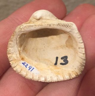 Maryland Fossil Bivalve Arca staminea Miocene Megalodon Age Shell Clam 2