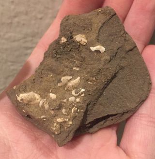 Texas Fossil Bivalve Litorhadia Milamensis Eocene Age Shell Clam