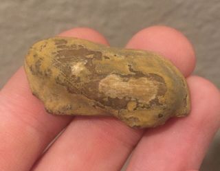 Kansas Fossil Bivalve Parallelodon Obsoletus Pennsylvanian Trilobite Age Shell