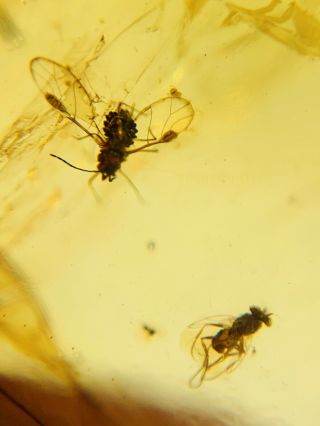 Male Aphid& Diptera Fly Burmite Myanmar Burmese Amber Insect Fossil Dinosaur Age