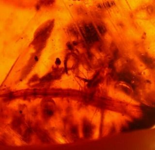 2 Flies,  Beetle In Burmite Amber Fossil Gemstone Dinosaur Age