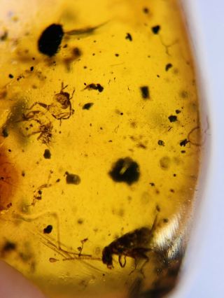 2 Cricket Larva Burmite Myanmar Burmese Amber Insect Fossil Dinosaur Age