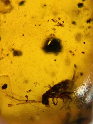 2 Cricket Larva Burmite Myanmar Burmese Amber insect fossil dinosaur age 2